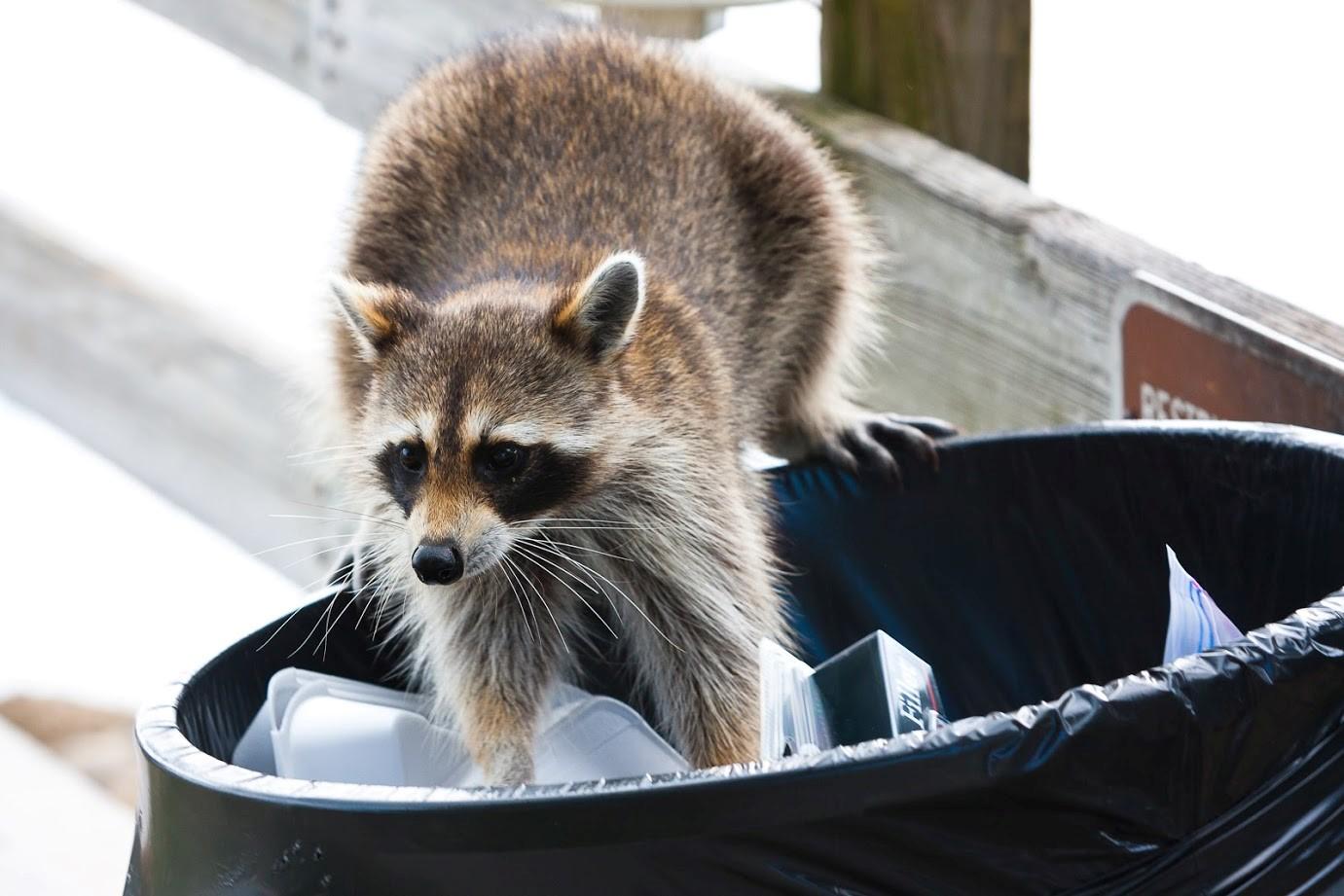Animal on the Dumpster - Chicago, IL - Tri-State Disposal
